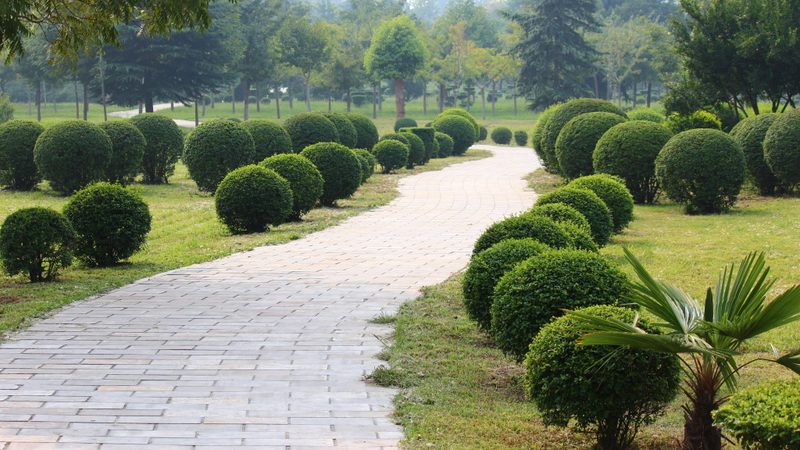 绿植租赁常见植物种类及选择要点
